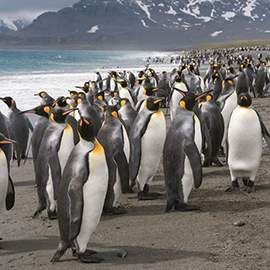 Puzzle 1000 Pingvinek