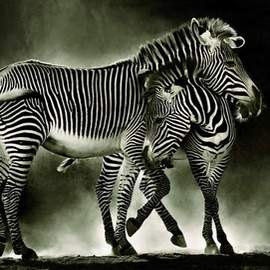 Puzzle 500 Zebras